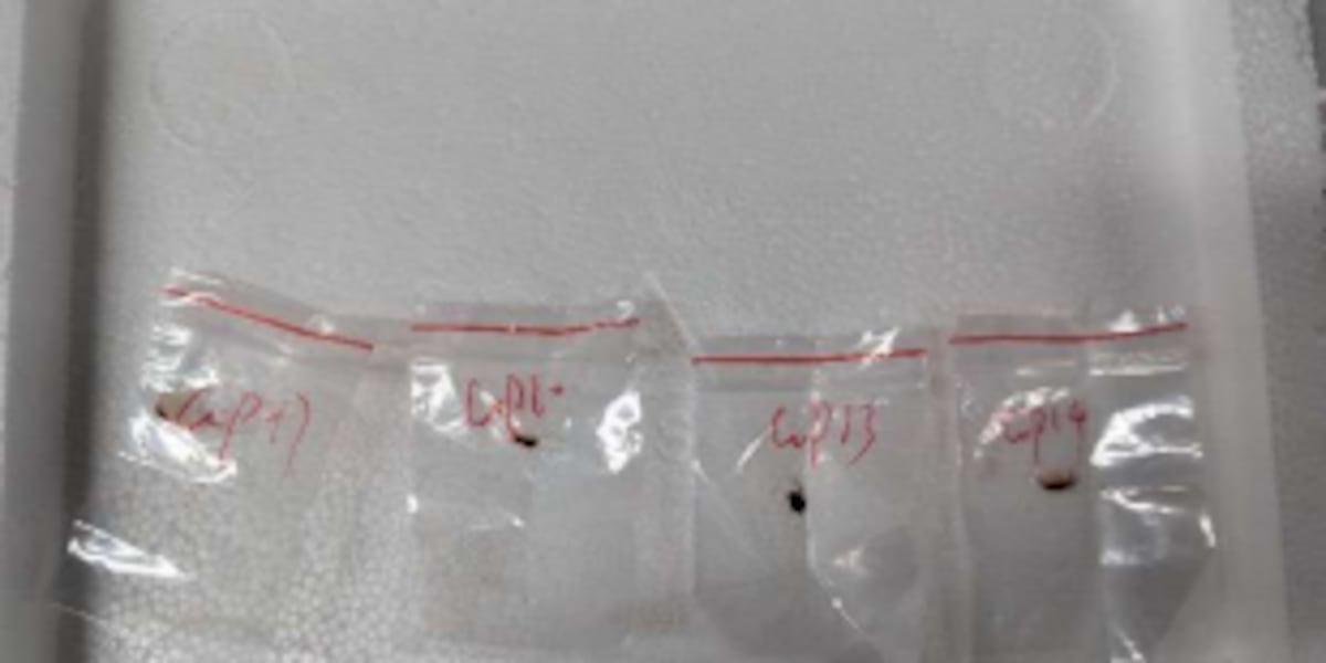 MSU Professor breaks down the fungus smuggled into the U.S. from China