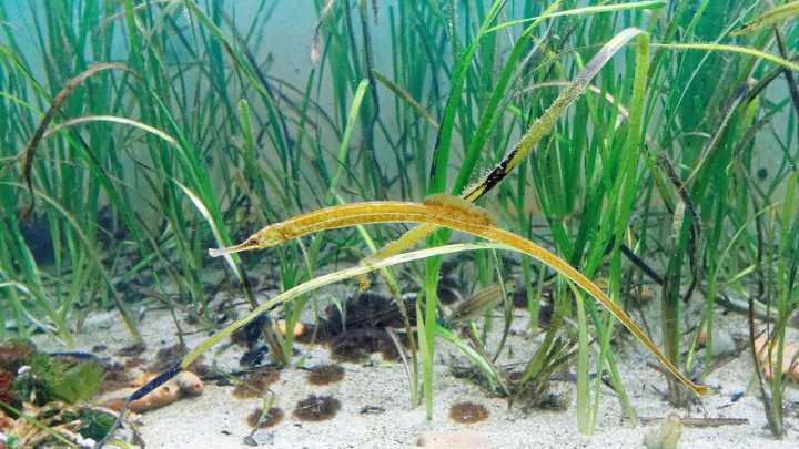 ALIMENTO DEL FUTURO | Pan de algas marinas, alimento del futuro y excelente aliado contra el cambio climático