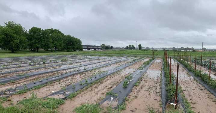 Water management is crucial to garden success