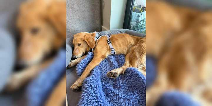 Rescue dog missing 36 days found swimming from British island
