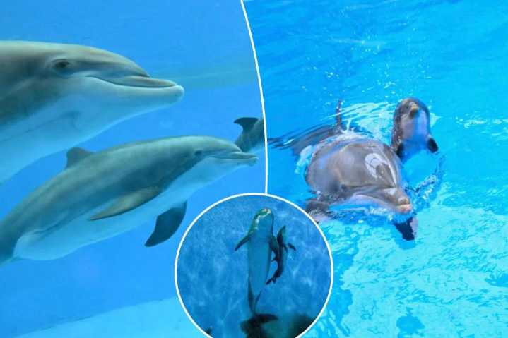Adorable baby bottlenose dolphin's first breath shown in incredible video