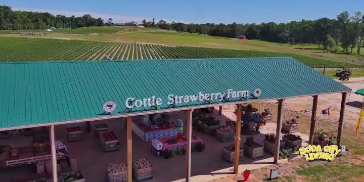 Jam-Packed Fun Awaits at Cottle Strawberry Farm