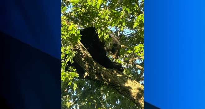 Smithfield Police offering tips on how to minimize bear encounters amid increase in sightings