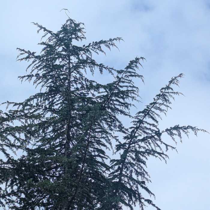 Street Trees Must Be Adaptable