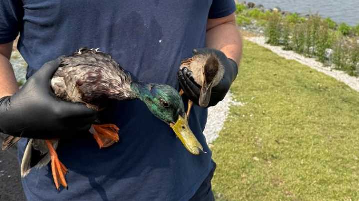 Maryland DNR ensures rescued animals affected by fuel spill get care they need