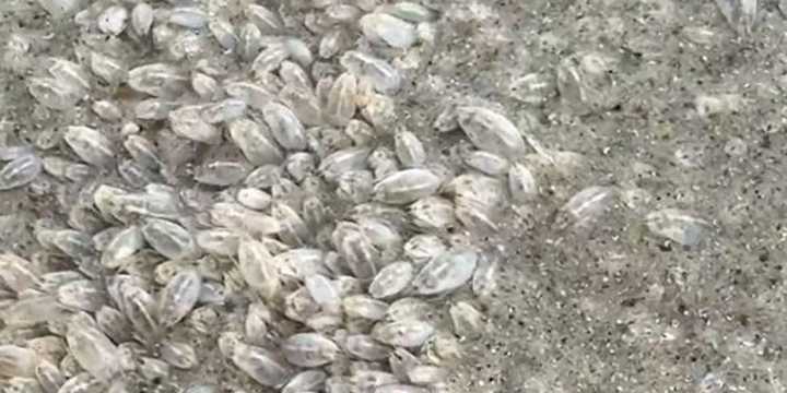VIDEO: Thousands of sand fleas swarm Florida beach