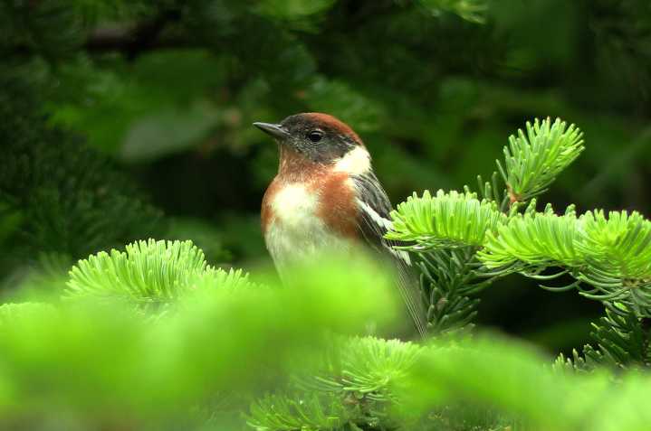 The birds you’ll find on a new trail on Campobello Island