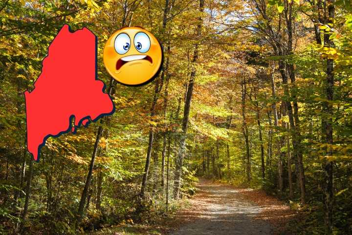 The Deadliest Creature on Earth Will Thrive in Maine This Summer