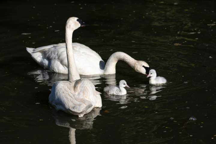 Swan pair welcomes hatchlings in Garden City