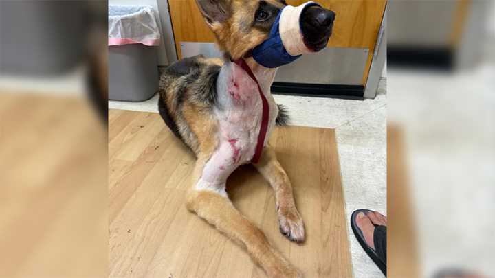 Florida family says dog survived alligator attack in their backyard