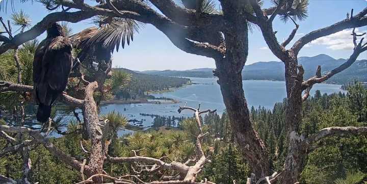 Rock Legend Honors Big Bear Valley Eaglet Sunny’s First Flight