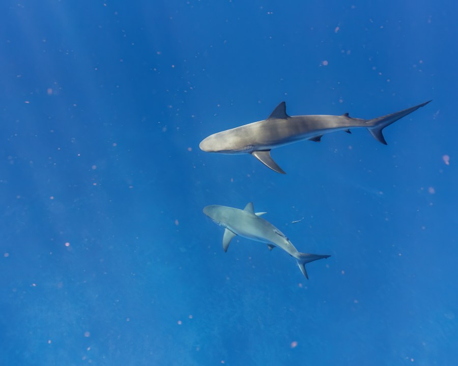 Trump pardons 2 divers who freed 19 sharks off the coast of Florida