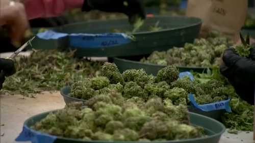 Governor Stein announces advisory council tasked with cannabis product safety, regulations