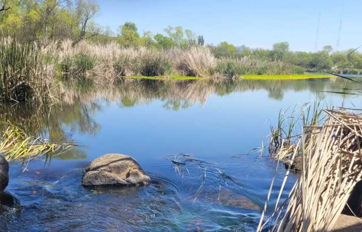 Study says vast majority of Southern California’s freshwater fish contain parasites