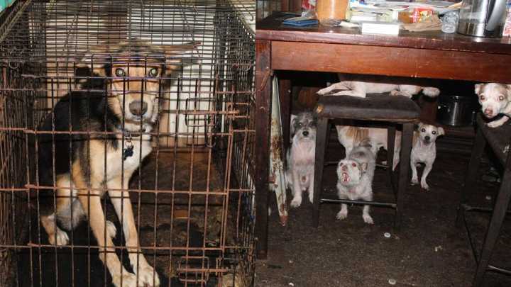 La SPCA de Houston rescata a 82 animales en dos operativos contra el maltrato en menos de 24 horas