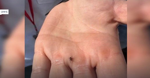 Utahns urged to watch out for ticks as they venture into the wild