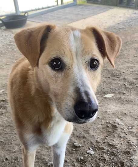 Pet of the Week: Lucy needs a home!