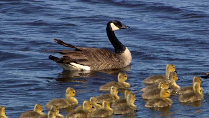 Regina seems overrun with Canada geese — but their population might actually be declining