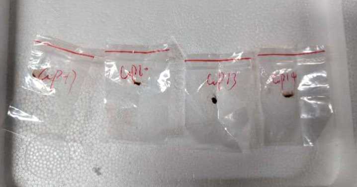 Chinese couple charged with smuggling a biological pathogen into the U.S.