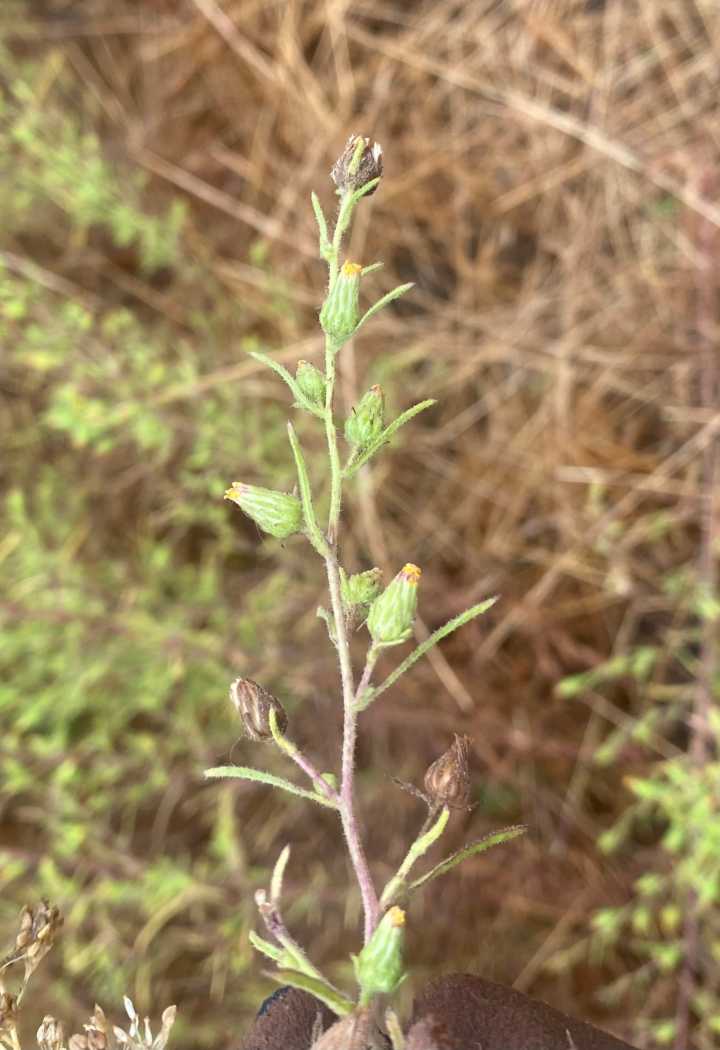 Tuleyome Tale: Seasons of weeds: my experience in invasive plant management