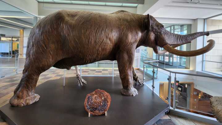 How The Mastodon Became Indiana's State Fossil