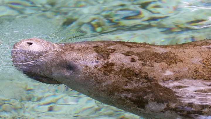 State asks appeals court to halt manatees ruling