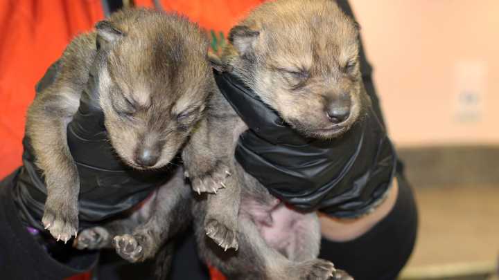 Wolf pack removed from Arizona den, prompting backlash from conservation groups