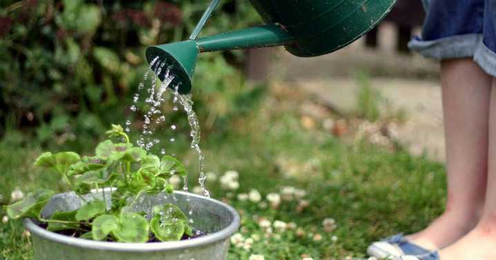 Garden expert says key food item can revive dead plants 'back to full bloom in two days'