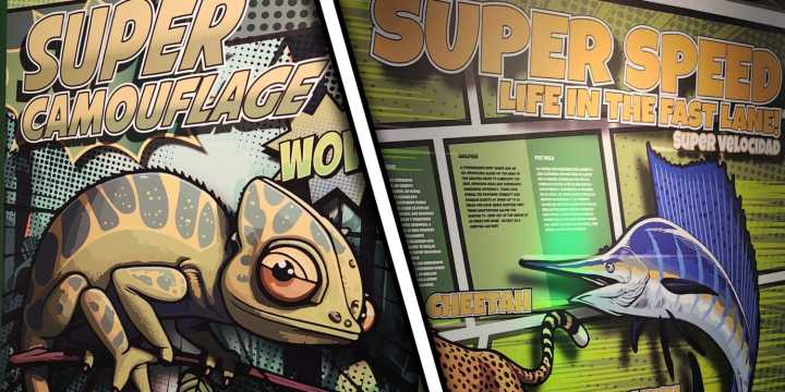 A lot of animals basically have superpowers — a new exhibit celebrates their magic – Houston Public Media