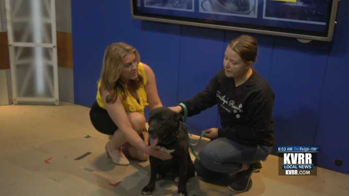 LIVE: Pet Connection: Meet Meeka