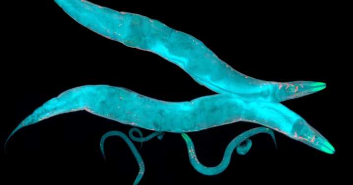 Watch Worms Build ‘Living Towers’ With Their Bodies to Survive in the Wild