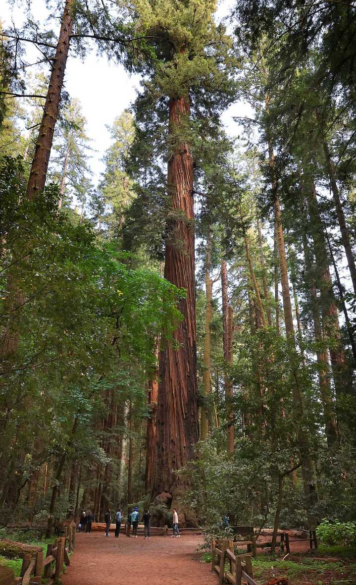 Photo | Majestic giants tower over Henry Cowell Redwoods State Park