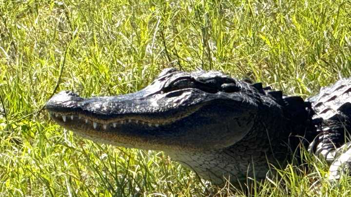 Lake between Ocala/Gainesville ranks No. 2 for number of gators