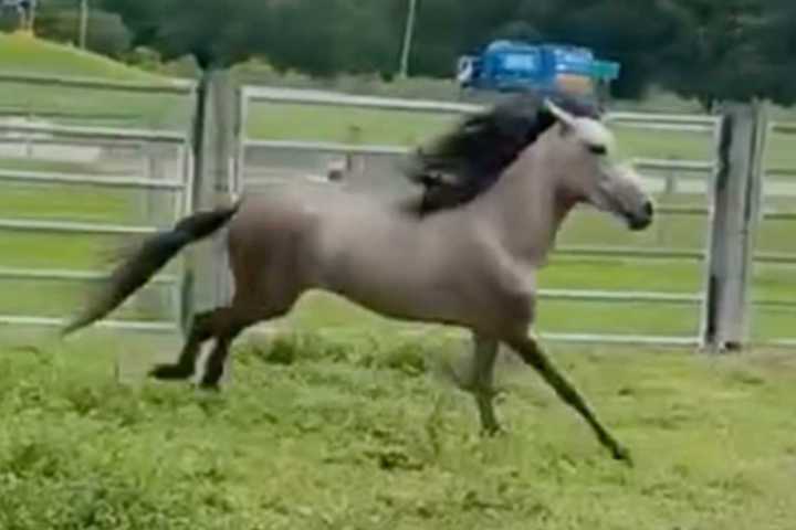 Abused Horse Jumps for Joy After Rescue in Florida: Watch