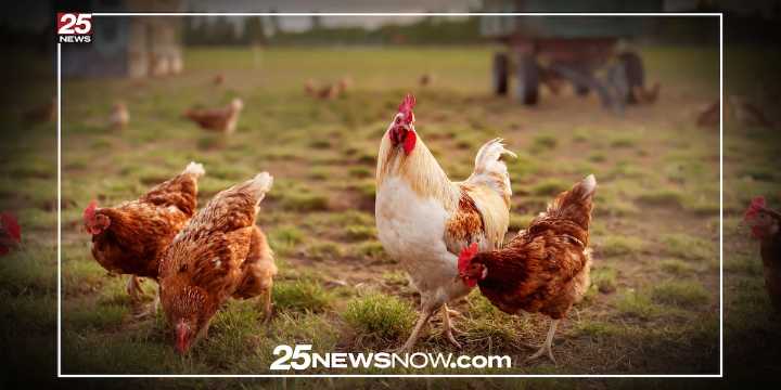 Illinois ‘chicken bill’ aims to boost small poultry farms, expand access to their products