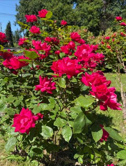 a rose is a rose is a rose