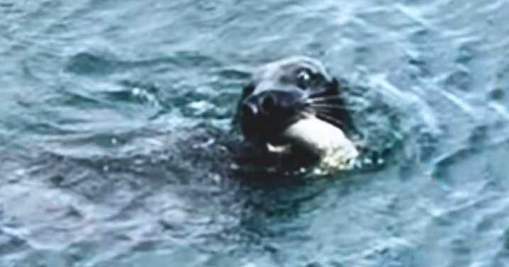 Sid the seal steals angler's fish at beauty spot again