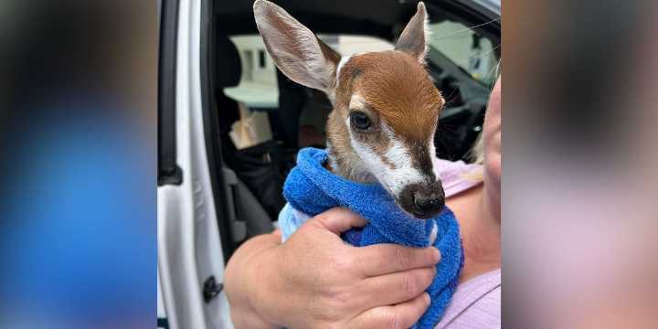 Baby deer rescued from storm drain in Greenville