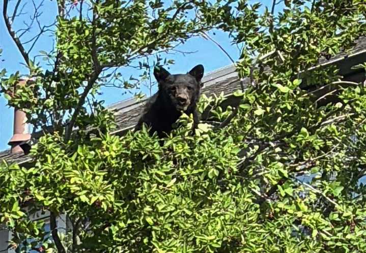Bear and Cub Spotted in North Medford Prompt Safety Warning from Police