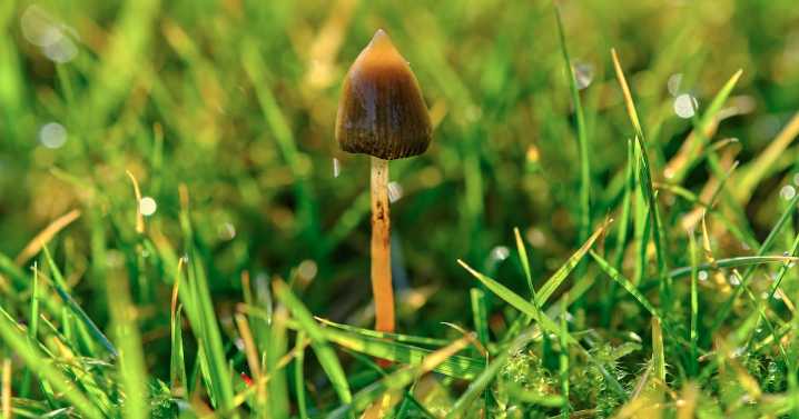 Oregon’s Psychedelic Service Centers Are Closing Amid High Costs and Tough Regulation
