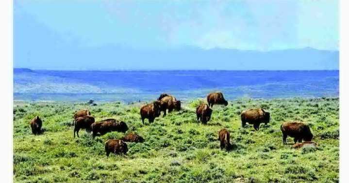 RESEARCHING BISON BEHAVIOR