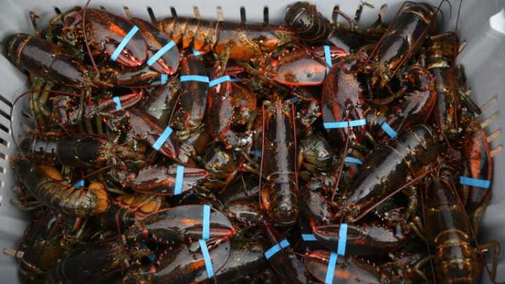 Think you know New England seafood? Take our quiz to find out.