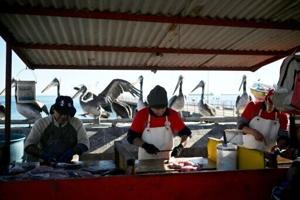 Missing merluza: Chile’s battle to save its favorite catch