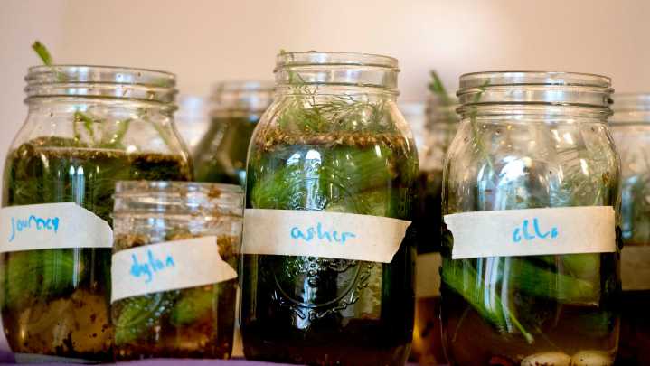 Mississippi Pickle Fest in Jackson is this weekend, will have food, fun