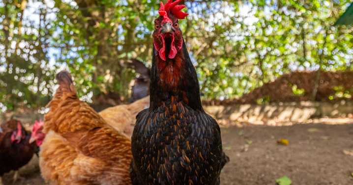 Se roban 650 gallinas en escalamiento a finca avícola en Camuy
