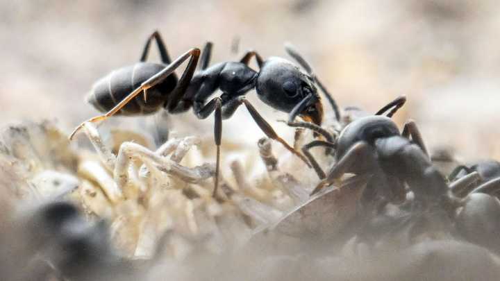 Rancid-smelling super ants that form whopping colonies & even eat CABLES rampaging across Europe