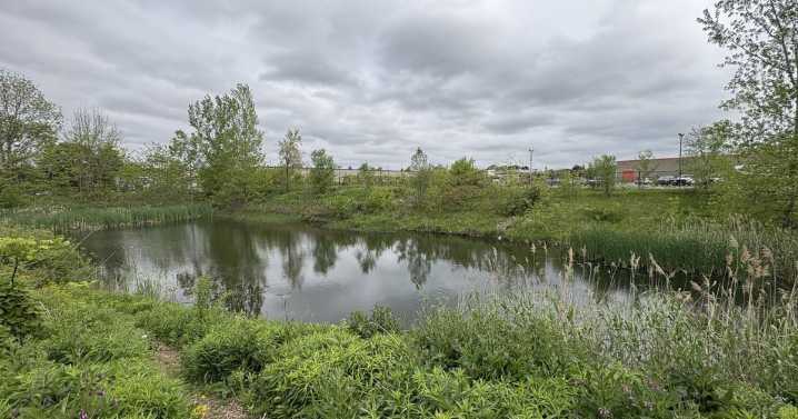 Goldfish in local ponds harm ecosystems and taxpayer wallets