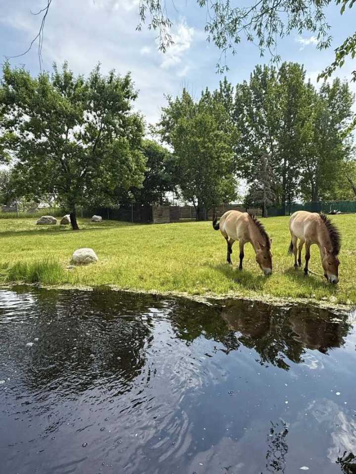 Red River Zoo adds wild horses once extinct in the wild