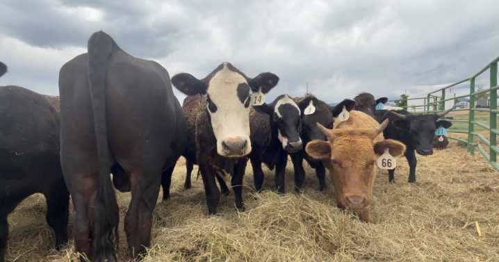 Fremont County rancher continues to seek answers after mysterious deaths of 15 cows in one day