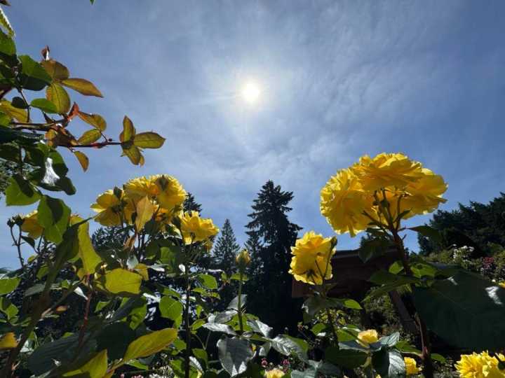 Weekend plans impacted by summer temps in Portland, heat advisory issued